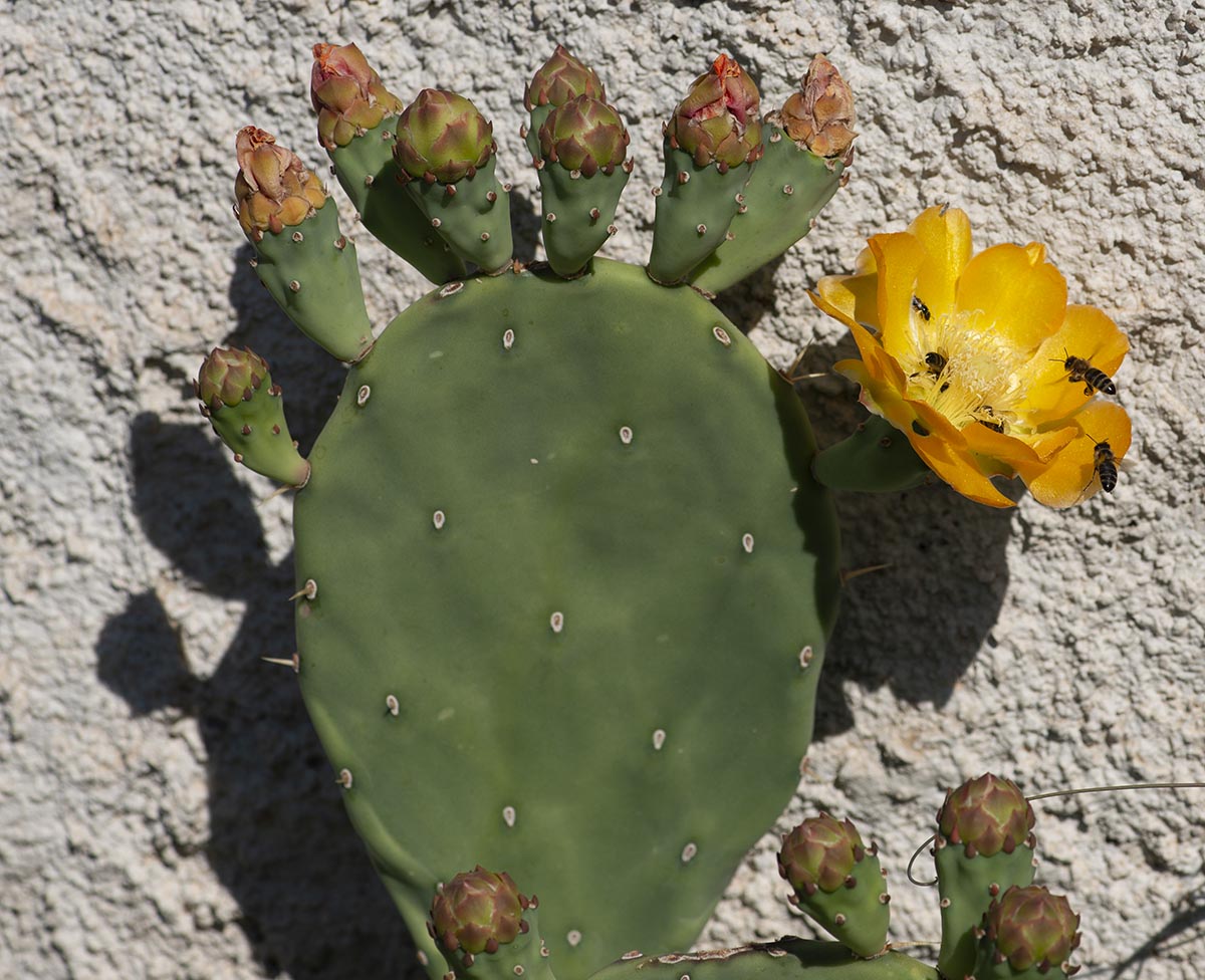 Stängelglied mit Blüten